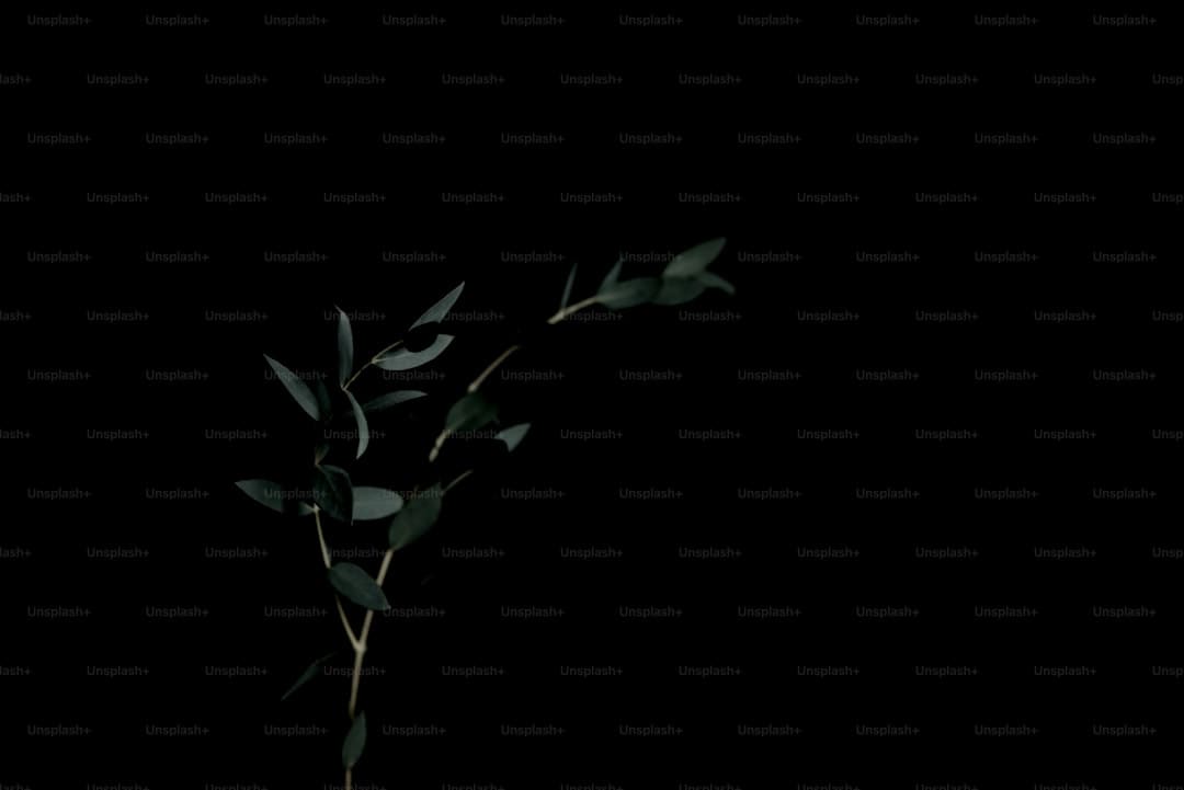 《白玫瑰》大结局林然找到了没 林然结局是什么?